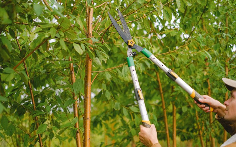 Tree trimming in Gates, NC