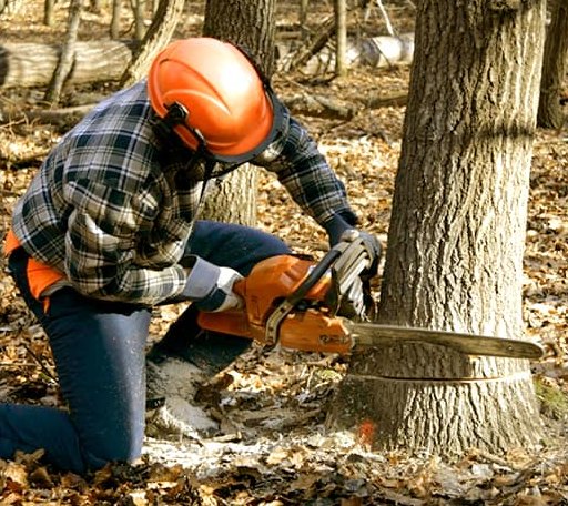 Tree Removal in Gates, NC
